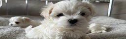 Maltese dogs for sale:  KC Registred Maltese puppies  - Advert 8