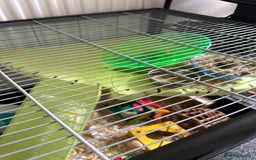 Hamster rodents for sale: Syrian Hamster with Full Setup  - Image 7