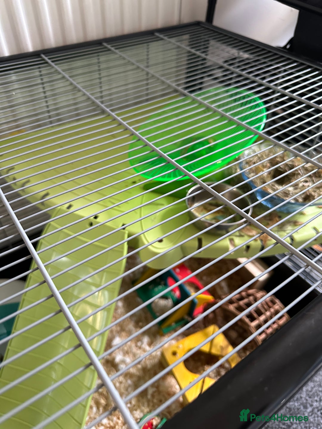 Hamster rodents for sale: Syrian Hamster with Full Setup  - Image 7