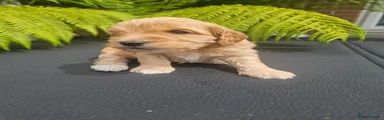 Cavapoo 1