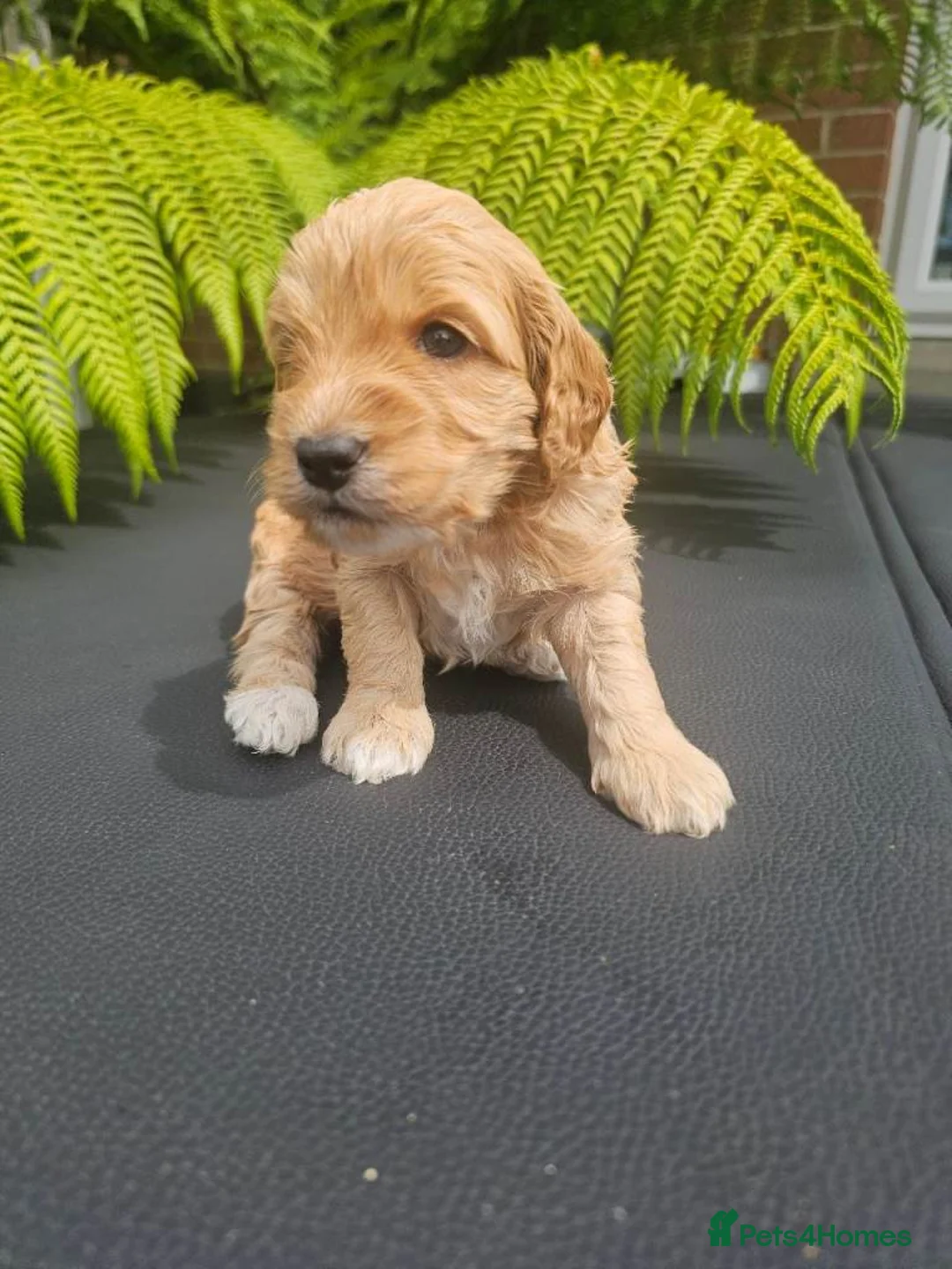Cavapoo dogs for sale: Cavapoo Puppies For Sale Well Socialised   - Advert 6