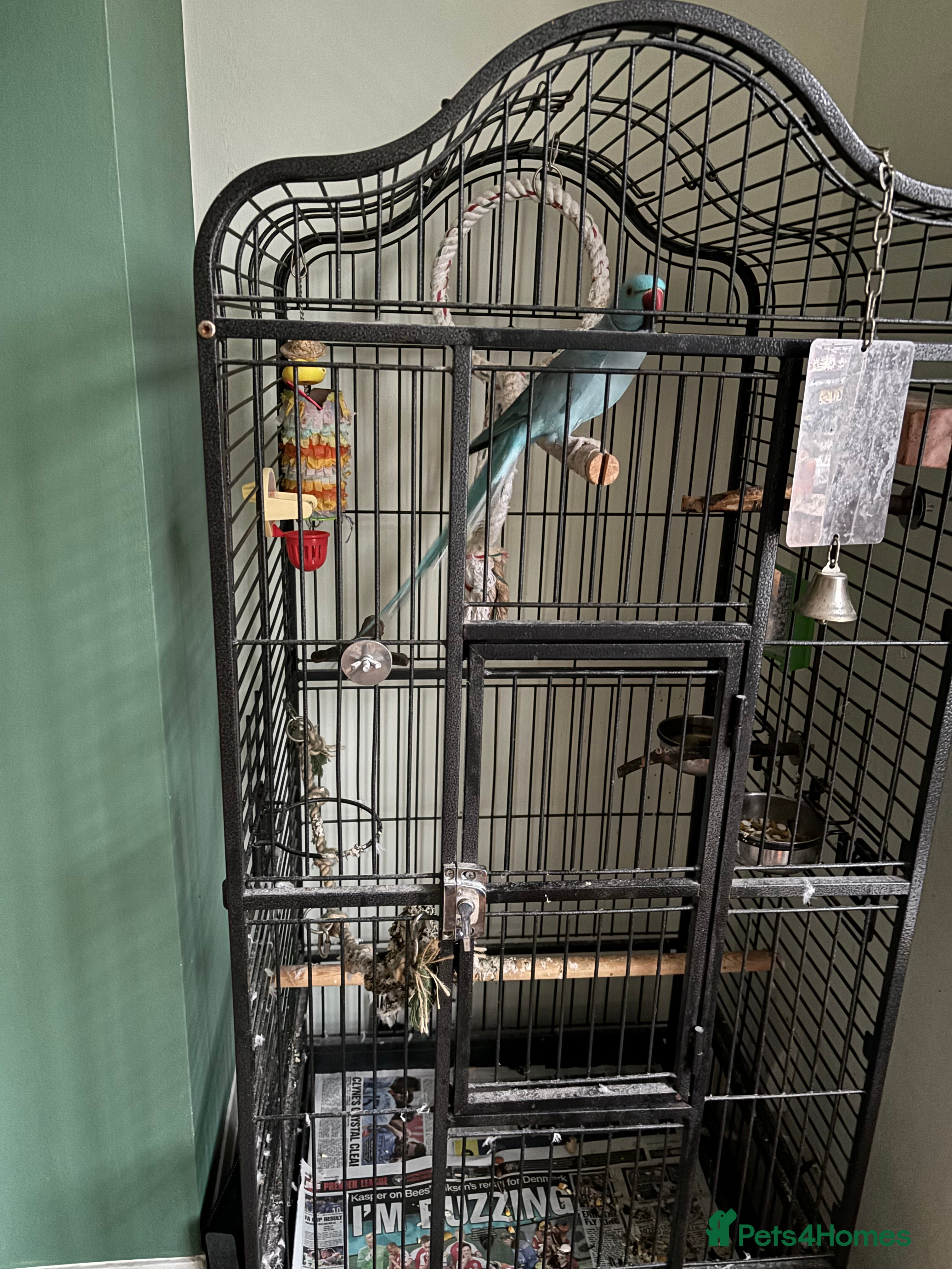 Ringnecks birds Indian blue ringneck in Doncaster - Advert 18