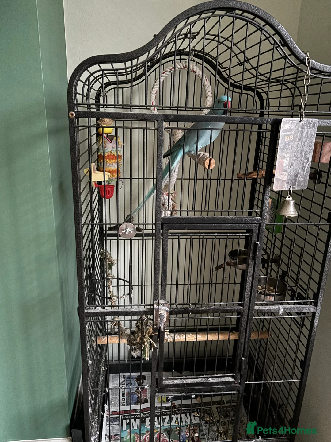 Ringnecks birds for sale: Indian blue ringneck in Doncaster - Advert 1