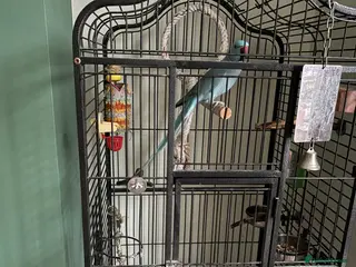 Ringnecks birds Indian blue ringneck in Doncaster - Advert 18