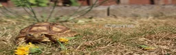 Tortoise reptiles for sale: Baby Sulcata Hatchlings & Set Ups!! - Advert 8