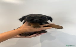 Border Terrier dogs for sale: Stunning litter of 4 boarder terrier puppies - Image 6