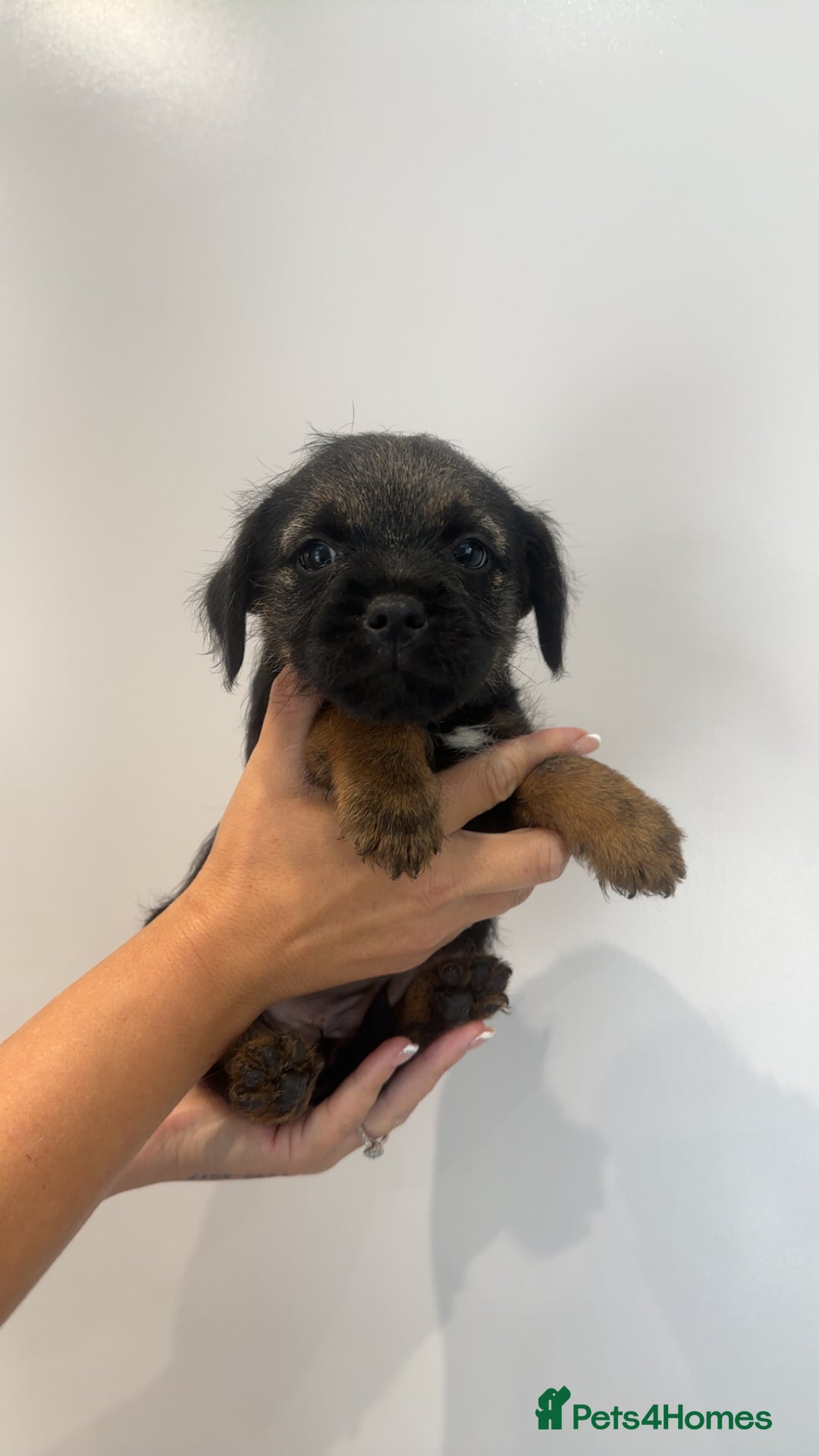 Border Terrier dogs for sale: Stunning litter of 4 boarder terrier puppies - Image 6