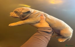 American Bully dogs for sale: ABKC Pocket Bully’s  - Image 7