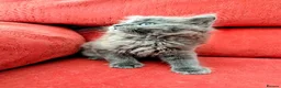 Mixed Breed cats for sale: Stunning Fluffy Kittens  - Advert 33