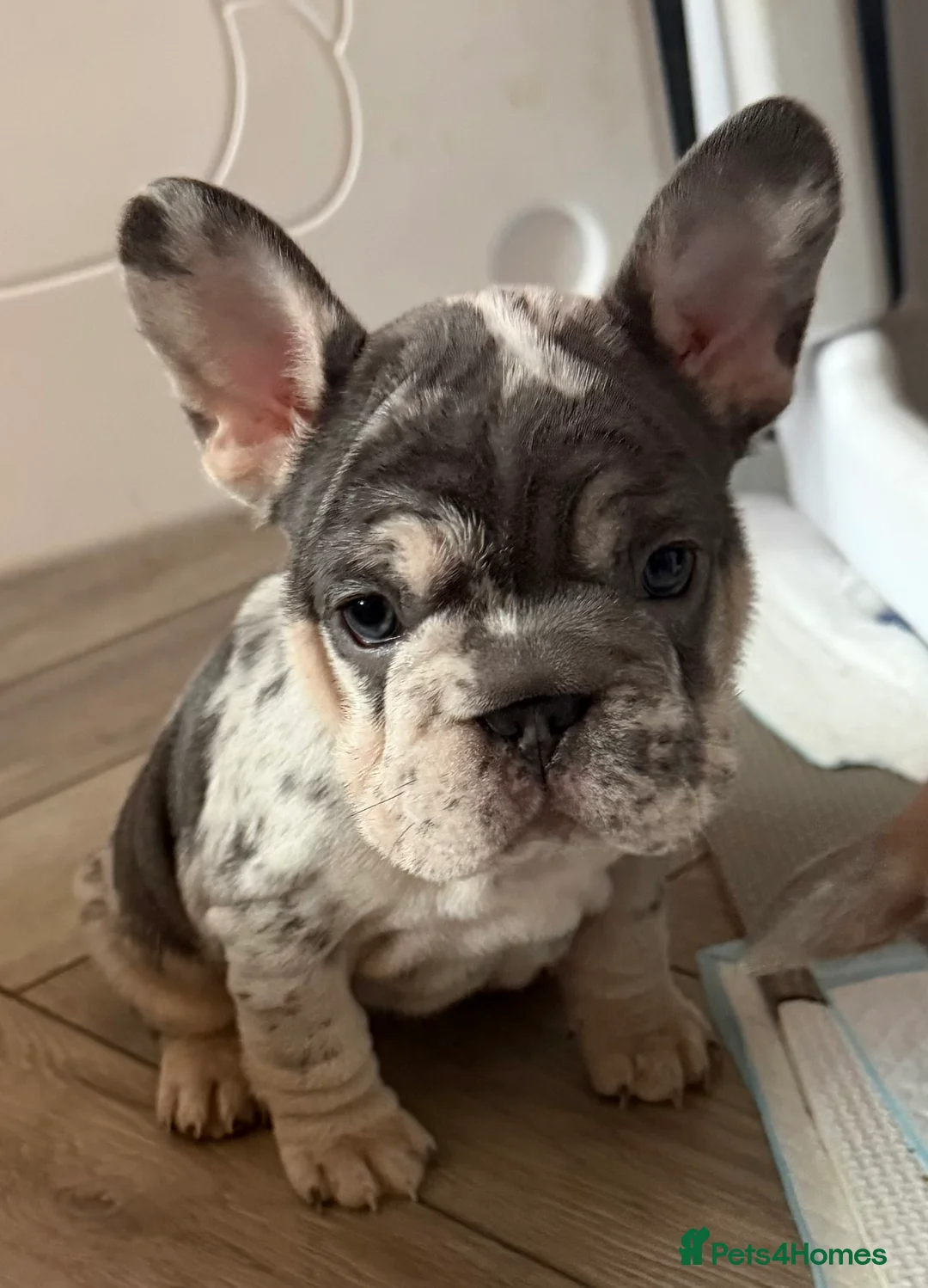 French Bulldog dogs for sale: French bulldog puppies  - Advert 2