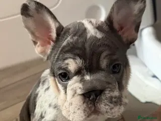 French Bulldog dogs French bulldog puppies - Advert 15