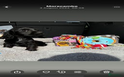 Cocker Spaniel dogs for sale: Cocker Spaniel Puppies  - Image 1