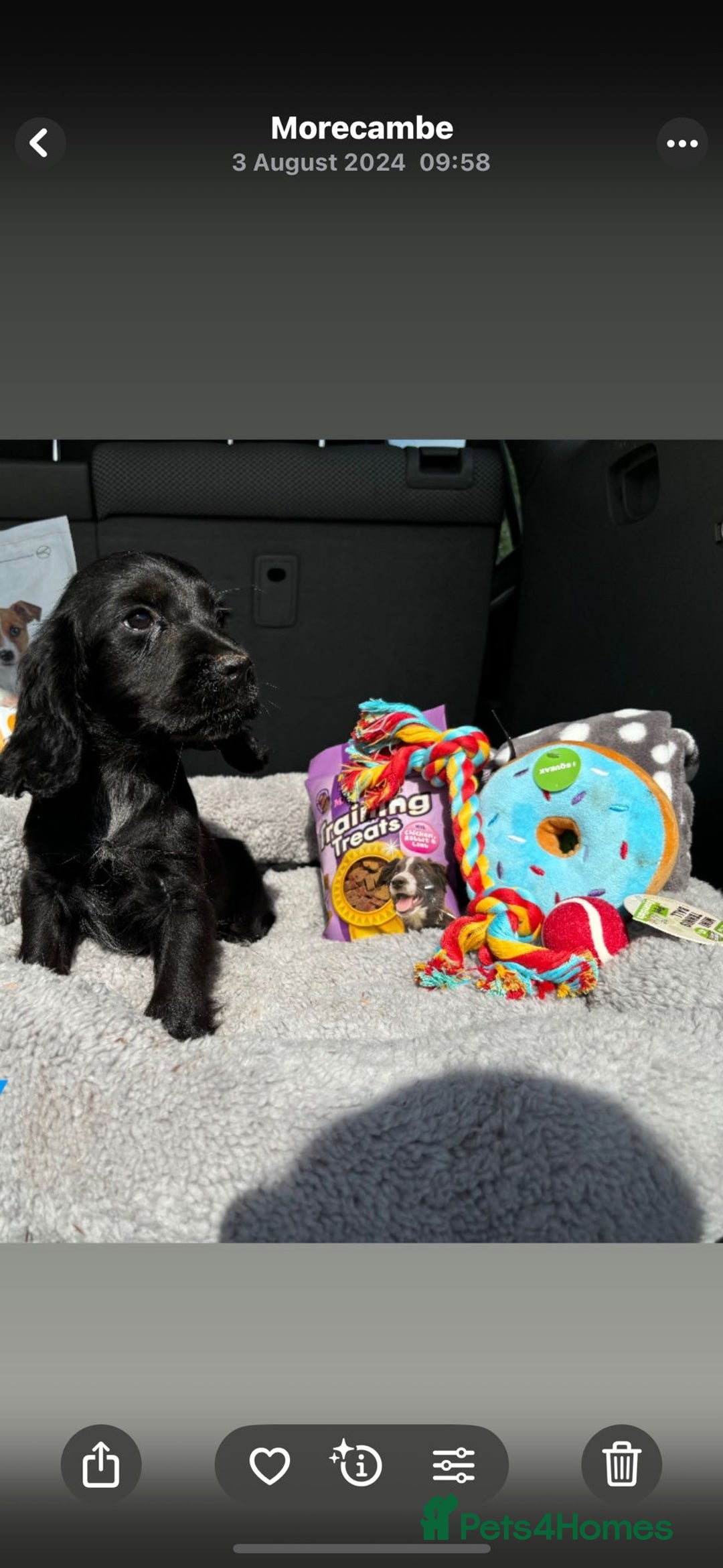 Cocker Spaniel dogs for sale: Cocker Spaniel Puppies  - Image 1