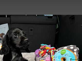 Cocker Spaniel dogs for sale - Advert 1