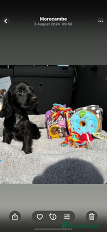 Cocker Spaniel dogs - Advert 4