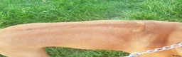 Rhodesian Ridgeback dogs for stud: Champion Bloodline Experienced Ridgeback Stud - Advert 3
