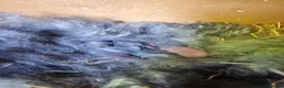 Mixed Breed rabbits for sale: Mixed bread bunnies variety of colours in Haverfordwest - Advert 8