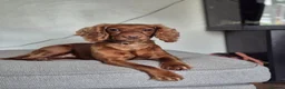 Sprocker dogs for sale: Fox red sprocker puppies - Advert 1
