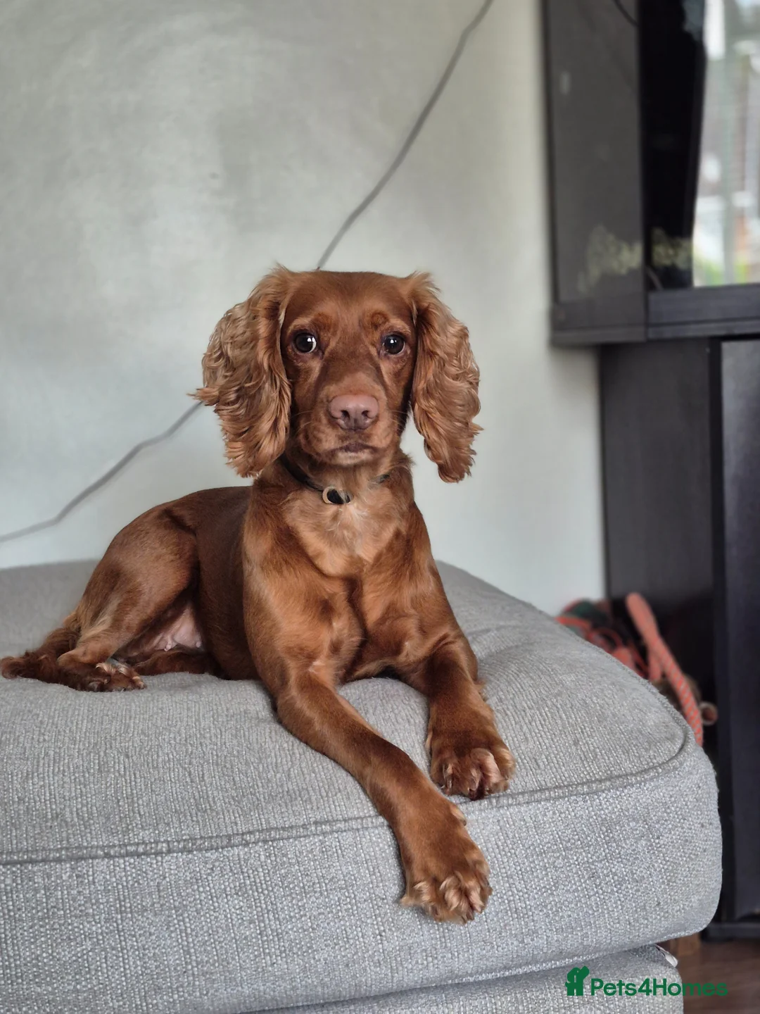 Sprocker dogs for sale: Fox red sprocker puppies - Advert 1