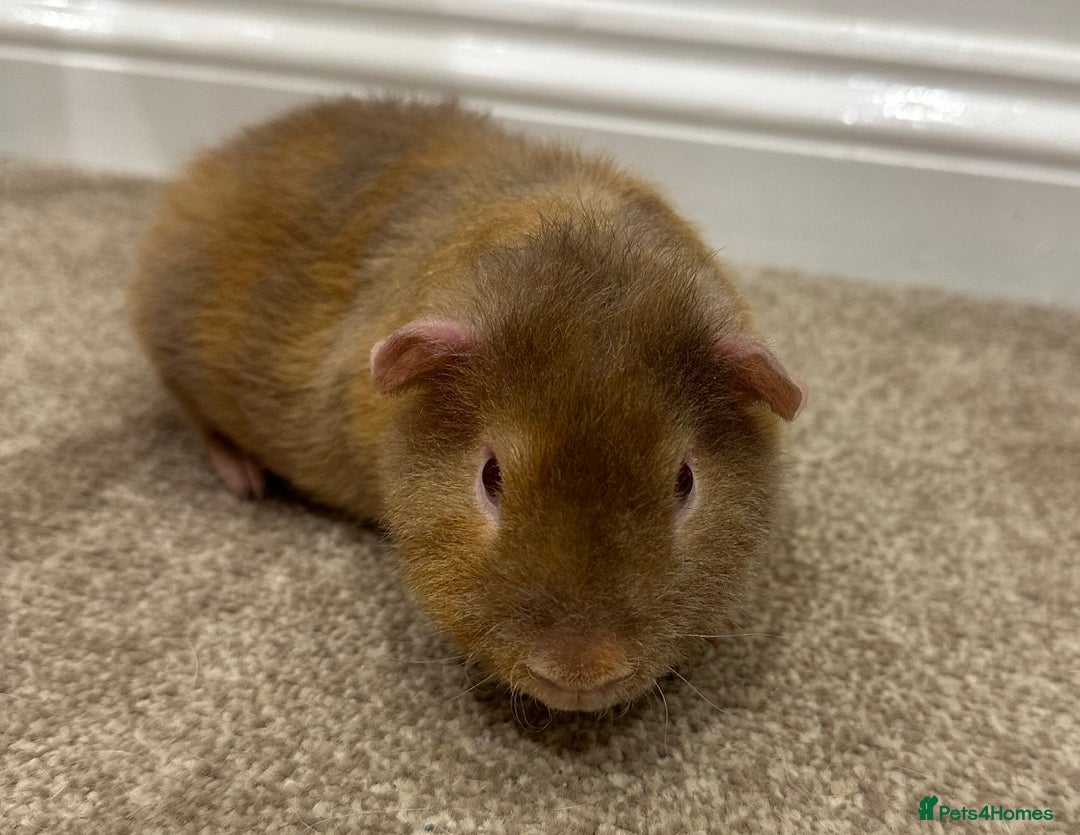 Guinea Pig rodents for sale: Baby guineas, boys and girls available  - Advert 2