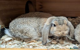 German Lop rabbits for sale: German Lop Rabbits - 10 week old babies - Image 1