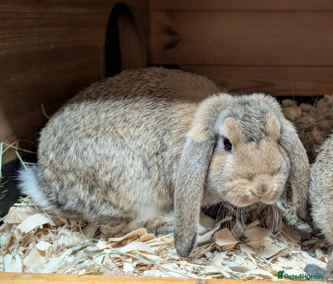 German Lop rabbits for sale: German Lop Rabbits - 10 week old babies - Image 1