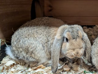German Lop rabbits for sale - Advert 1