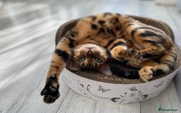 Bengal cats for sale: ⭐️TICA Triple Grand Champion⭐️ - Image 11