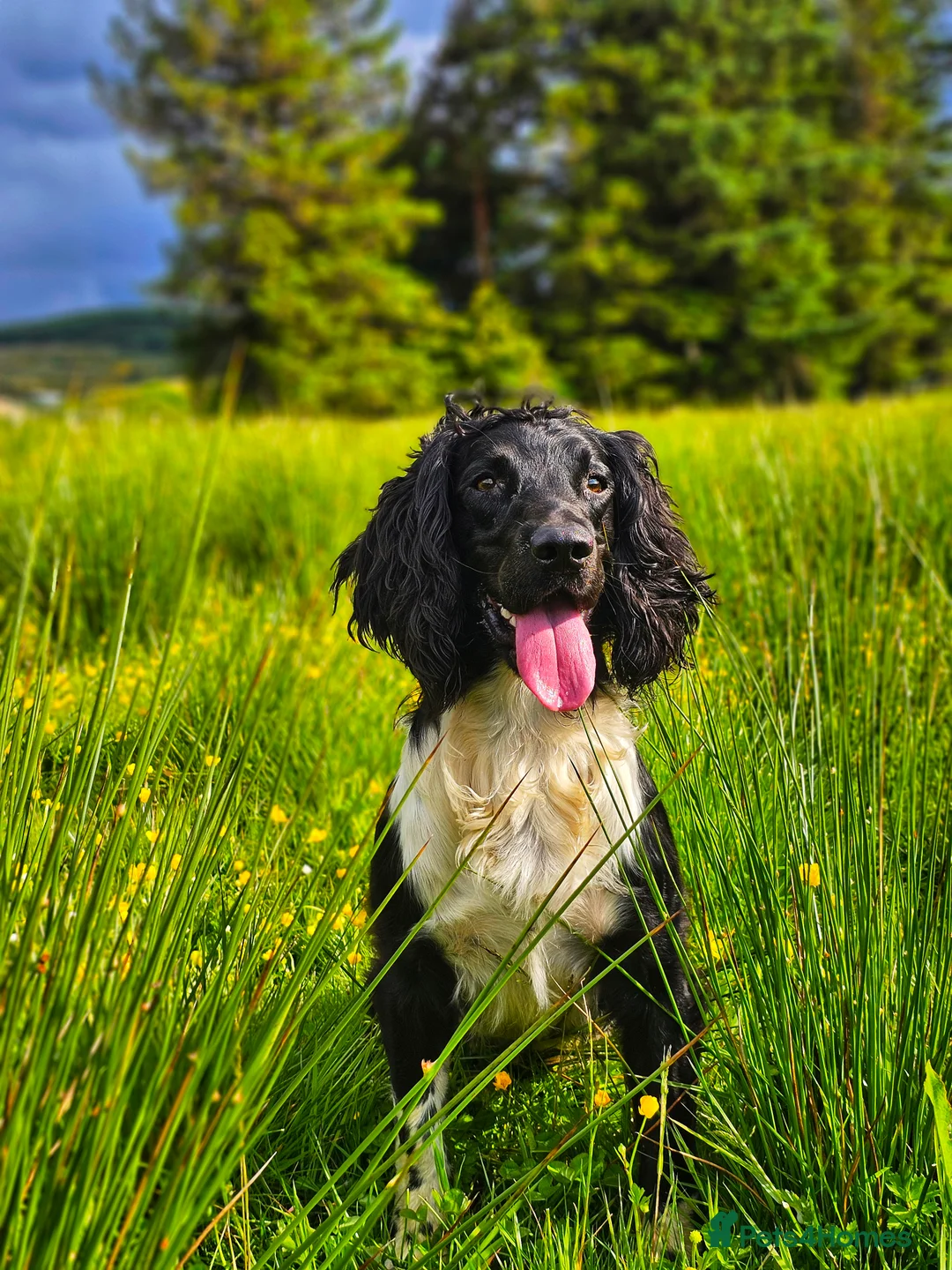 English Springer Spaniel dogs for stud: BW Springer Stud Dog  in Alford - Advert 3