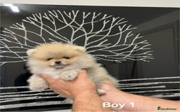 Pomeranian dogs for sale: Mini 500grams Now🔥Teddy Bear Face🧸 - Image 3