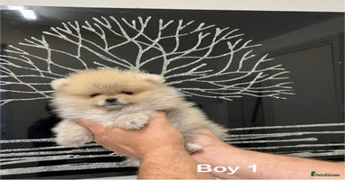 Pomeranian dogs - Advert 9