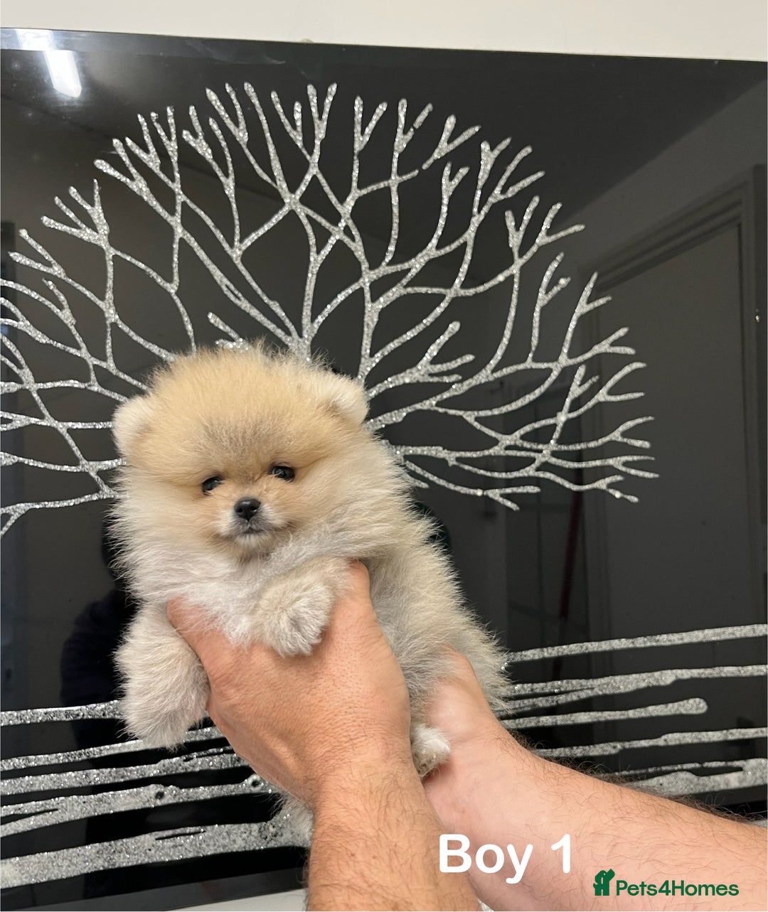 Pomeranian dogs for sale: Mini 500grams Now🔥Teddy Bear Face🧸 - Image 3