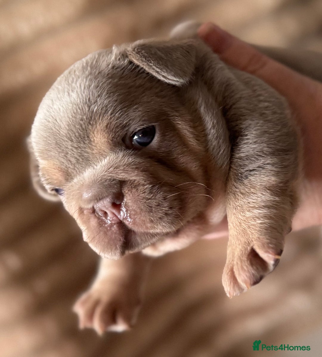 French Bulldog dogs for sale: 5 AMAZING QUALITY FRENCH BULLDOG PUPS  - Advert 15