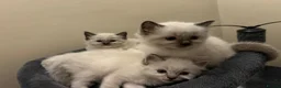 Ragdoll cats for sale: 🐾 Pure Ragdoll Kittens 🐾 in Exeter - Advert 18