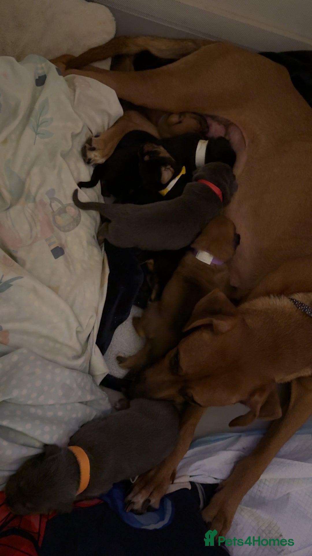 Mixed Breed birds for sale: German shepherd x cane corso pups!  - Image 1