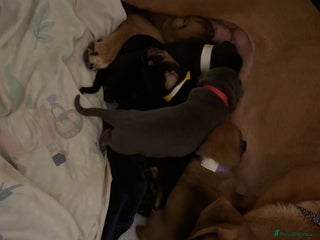 Mixed Breed birds for sale - Advert 1