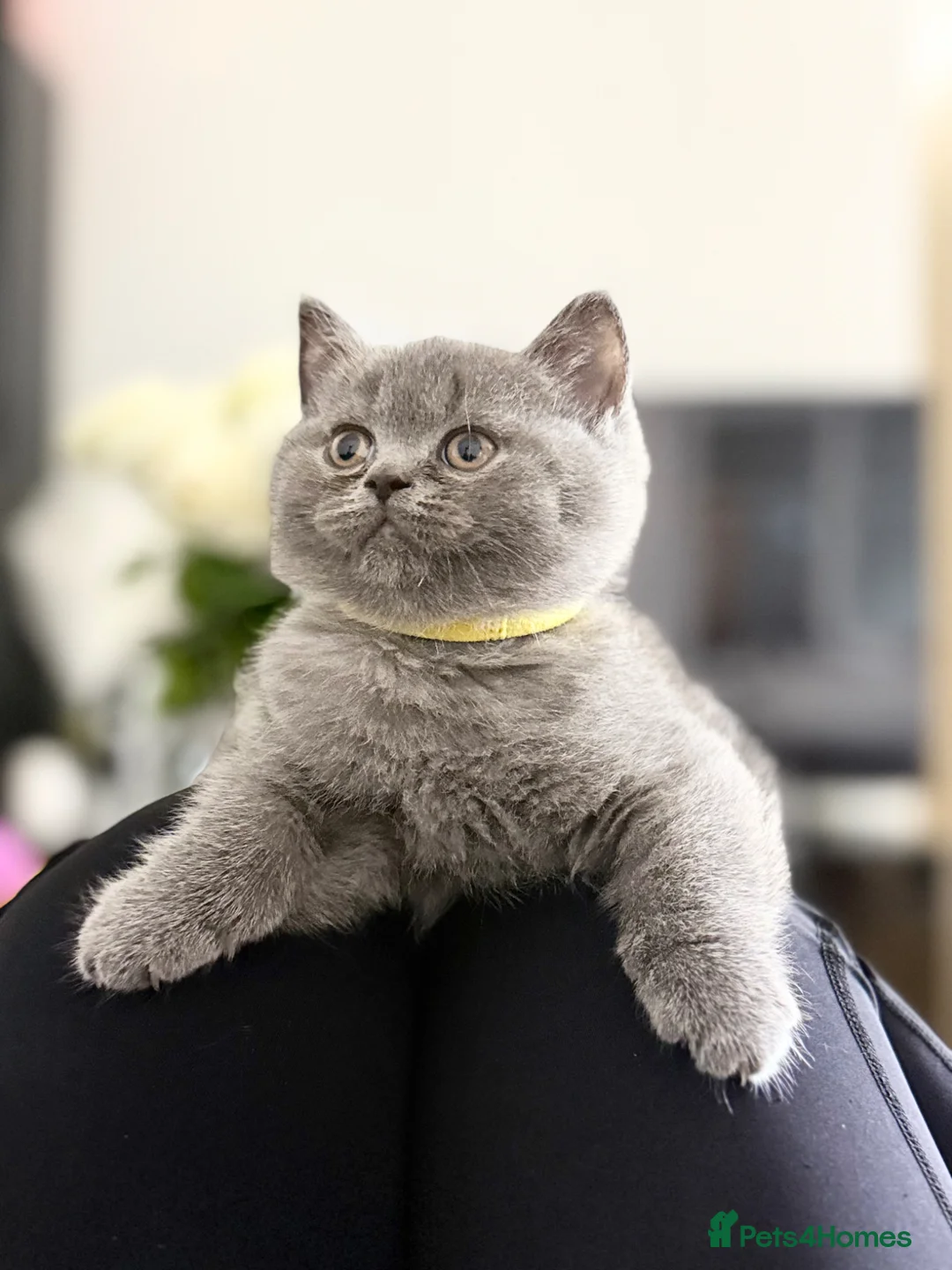 Scottish Fold cats for sale: Scottish straight  - Advert 1