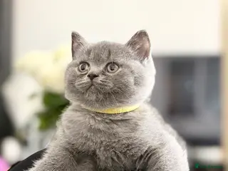 Scottish Fold cats Scottish straight - Advert 6