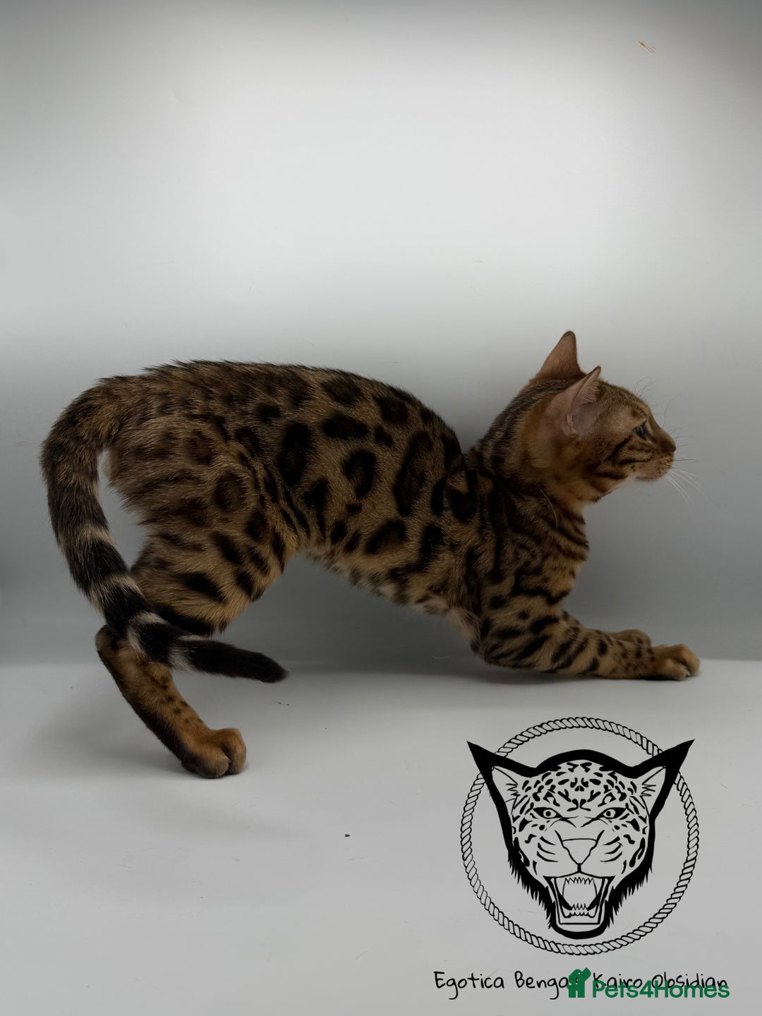 Bengal cats for sale: 🐆✨ GLITTER TICA 6TH GENERATION BENGAL KITTENS🐆✨ - Advert 11