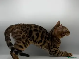 Bengal cats 🐆✨ GLITTER TICA 6TH GENERATION BENGAL KITTENS🐆✨ - Advert 18