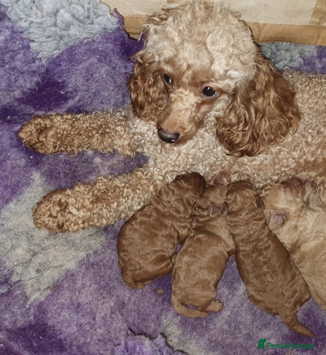Toy Poodle dogs for sale: Pedigree Toy poodle puppies ready this weekend - Image 24