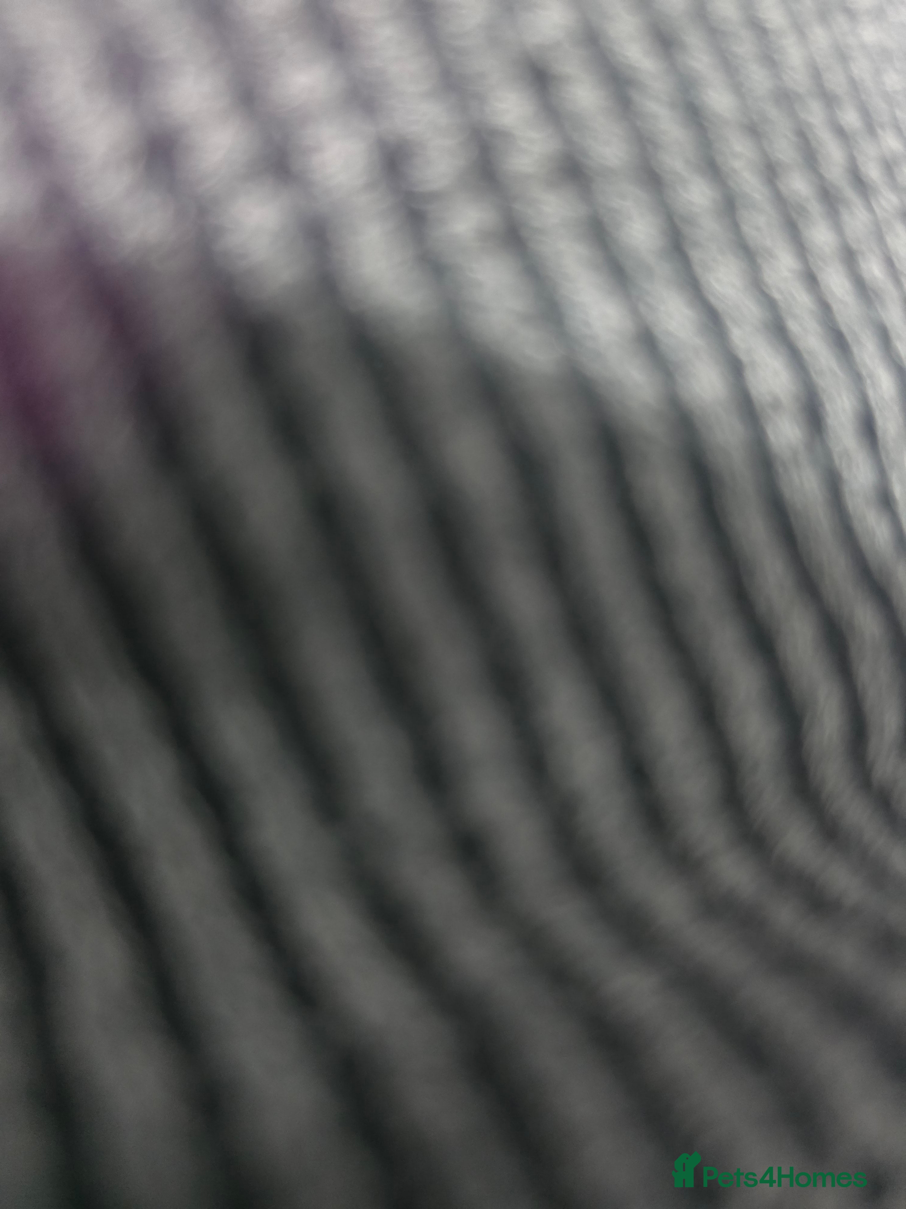 Cane Corso dogs 5 year old male cane corso  - Advert 1