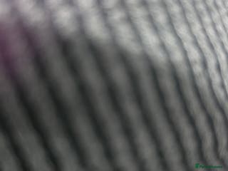 Cane Corso dogs 5 year old male cane corso - Advert 9