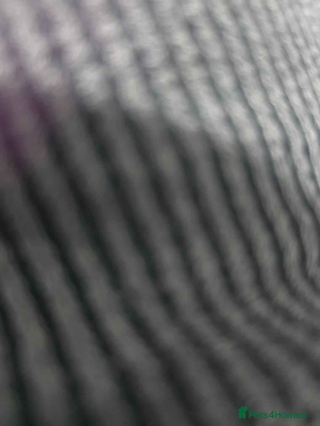 Cane Corso dogs for sale: 5 year old male cane corso  - Advert 1