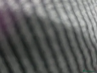 Cane Corso dogs 5 year old male cane corso - Advert 16