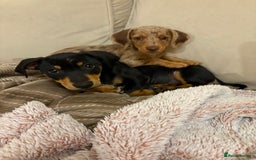 Dachshund dogs for sale: 2 lovely pups looking for a forever home asap - Image 1