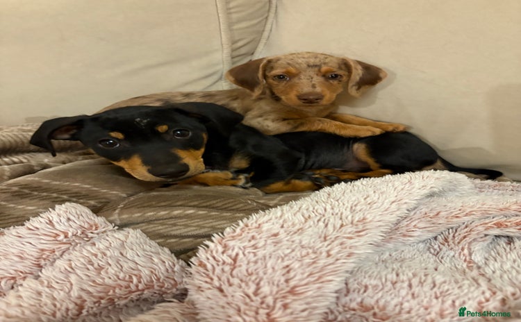 Dachshund dogs - Advert 3