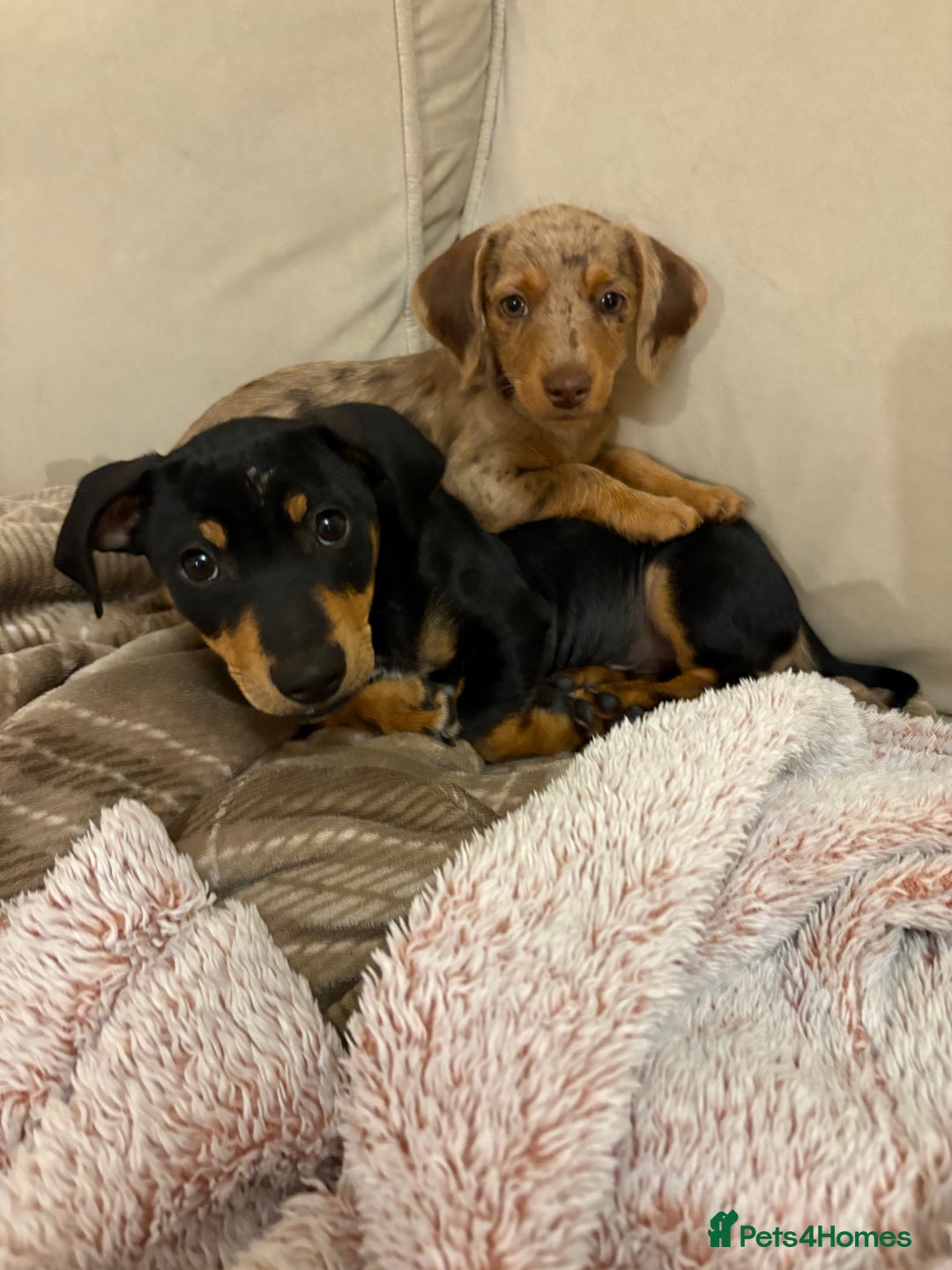 Dachshund dogs for sale: 2 lovely pups looking for a forever home asap - Image 1
