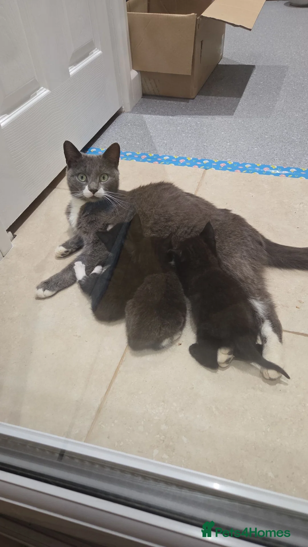 Domestic Shorthair cats for sale: Three black and White kittens - Advert 6