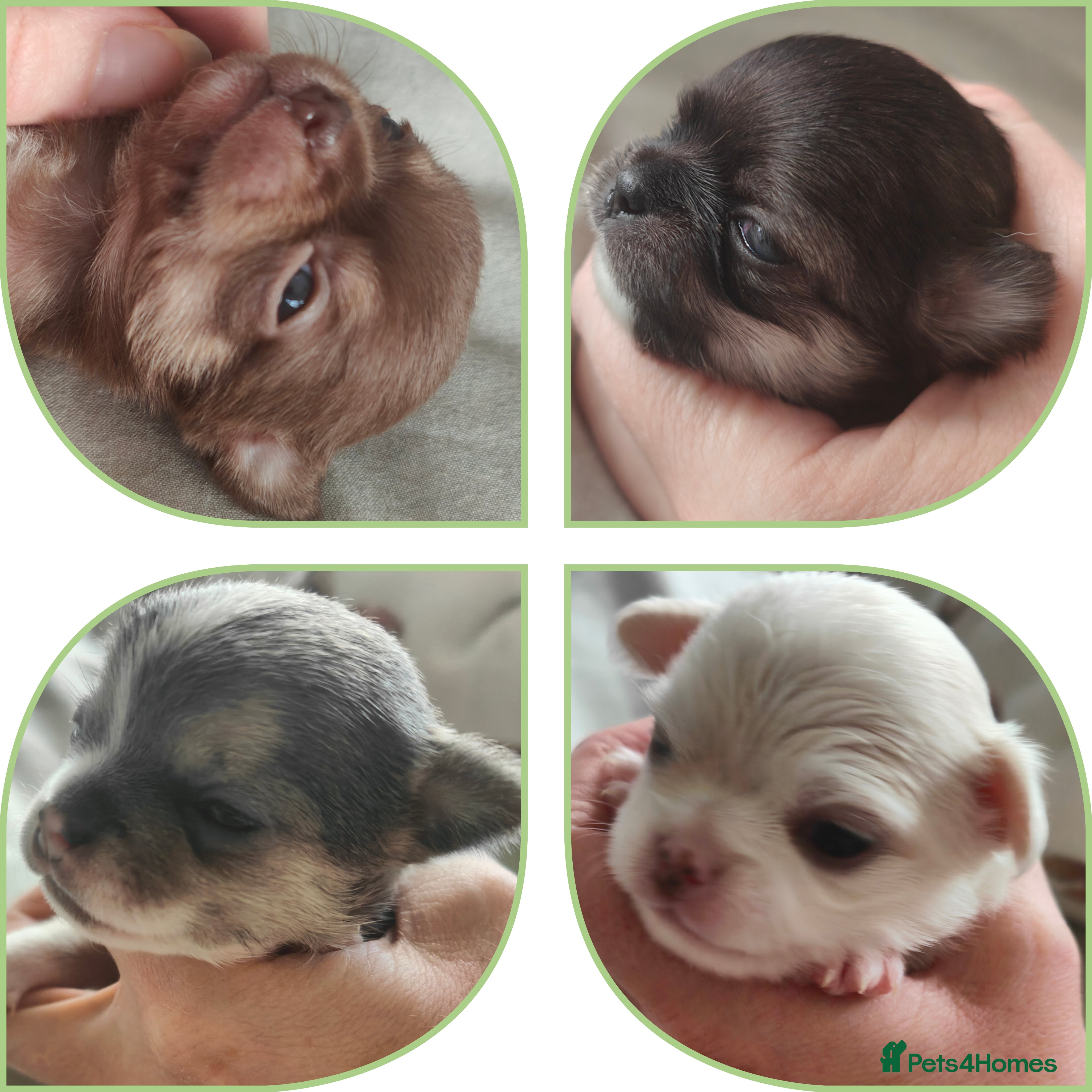 Chihuahua dogs 🪻 Beautiful Chihuahua Puppies 🪻 - Advert 6